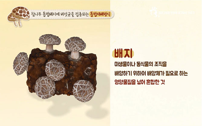 광표고농장 - 친환경 버섯재배키트