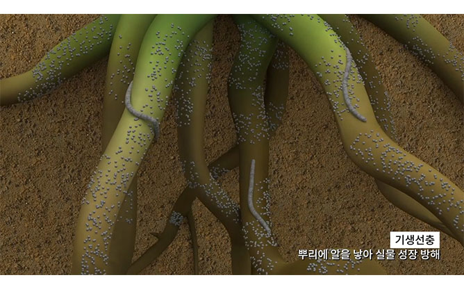 (주)에코윈 - 친환경 생물농약