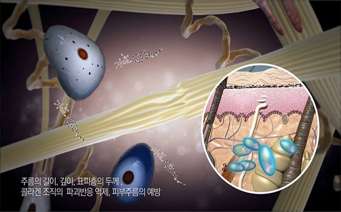한국한의학연구원 - 천연물유래 주름개선 소재개발