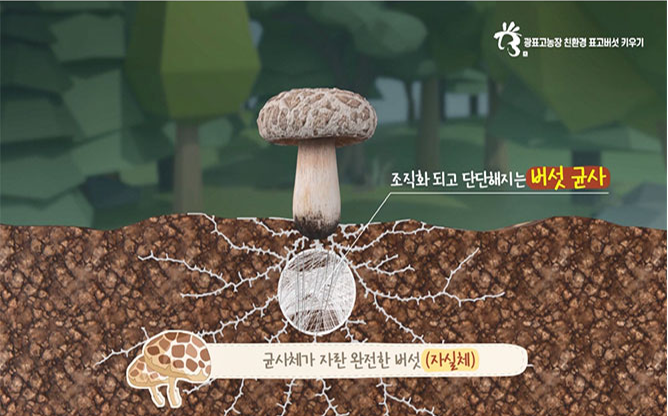 광표고농장 - 친환경 버섯재배키트