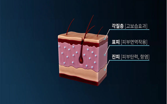 (주)바이오리더스 - 주름개선용 화장료 조성물