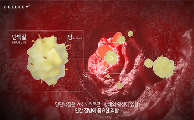 (주)셀키 - 당단백질 분석 기술
