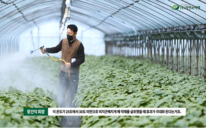 (주)자연과미래 - 친환경 깻잎 재배