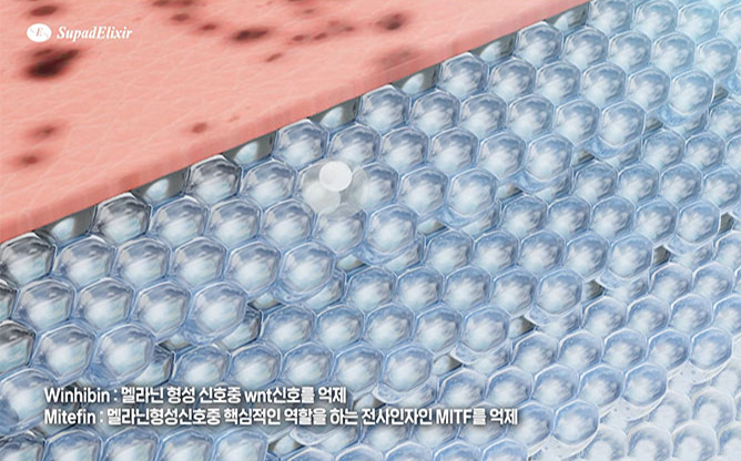 (주)수파드엘릭사 - 기능성 화장품 제조