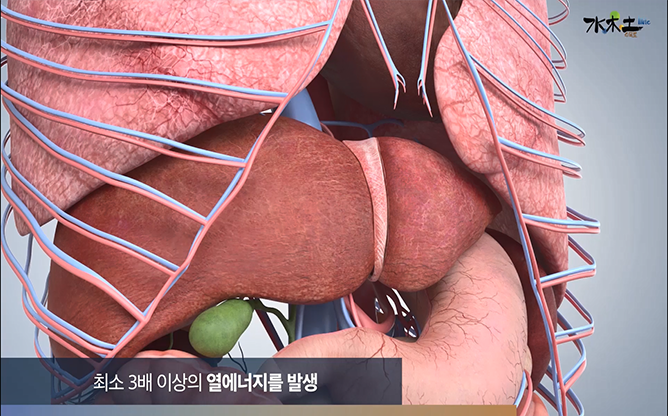 메덱스힐링 - 수목토 일라이트