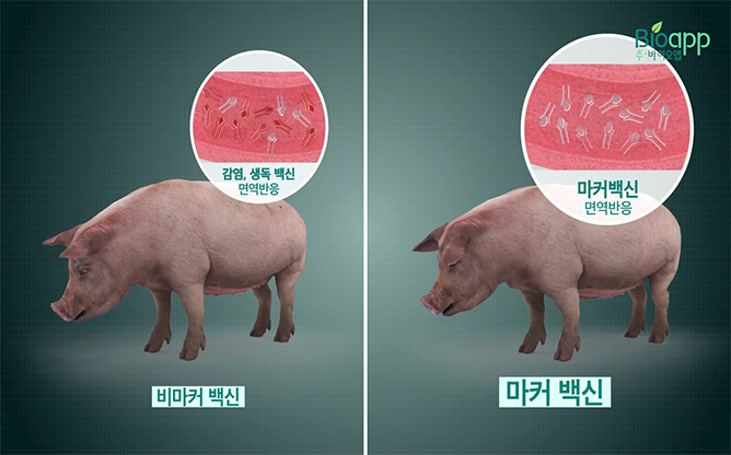 바이오앱(주) - 허바백™ 돼지열병 그린마커 주