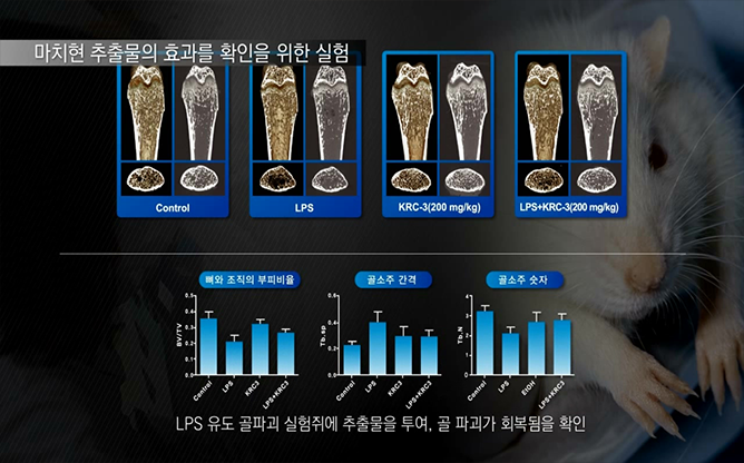 한국생명공학연구원 - 마치현추출물