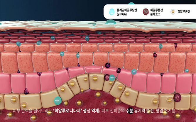 (주)바이오리더스 - 주름개선용 화장료 조성물