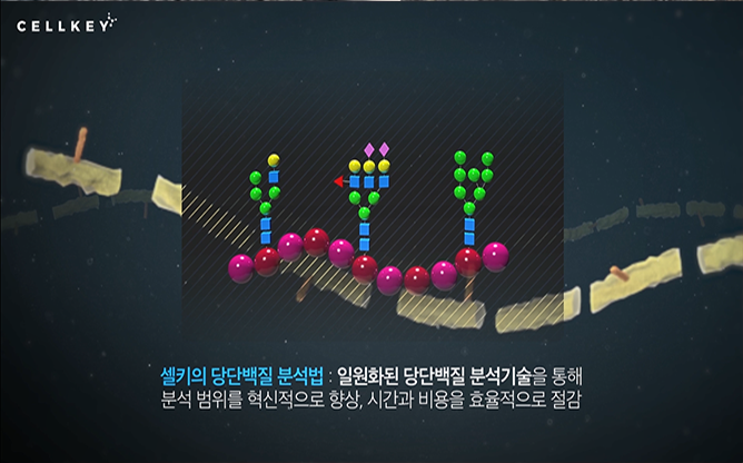 (주)셀키 - 당단백질 분석 기술