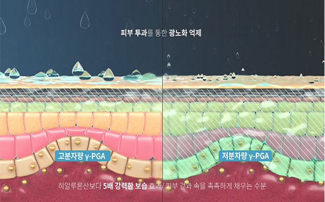 (주)바이오리더스 - 주름개선용 화장료 조성물
