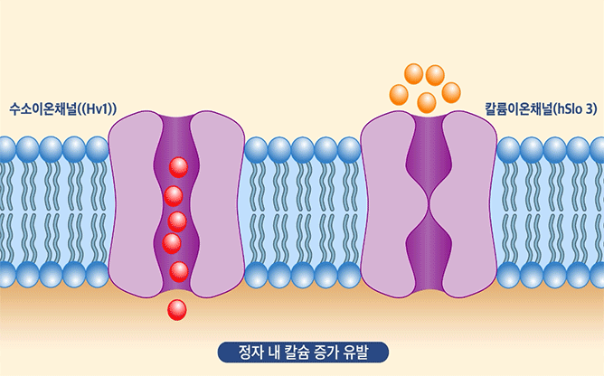 충남대학교 - 남성 불임 치료용 조성물