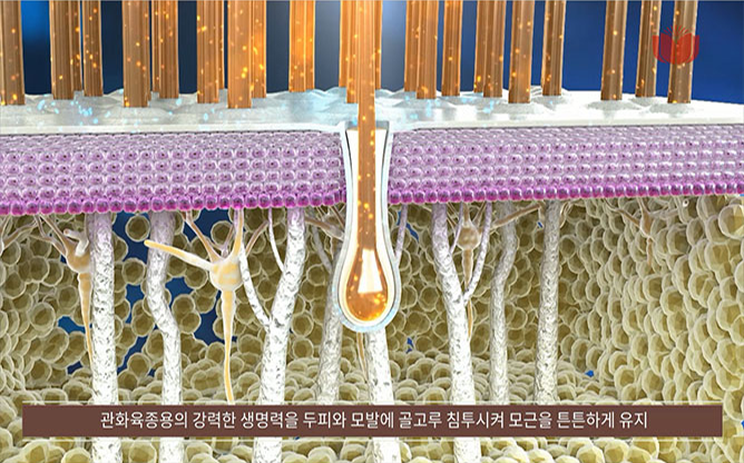 (주)애니닥터헬스케어 - 사막인삼모발력샴푸