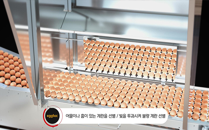 (주)에그텍 - 계란선별기