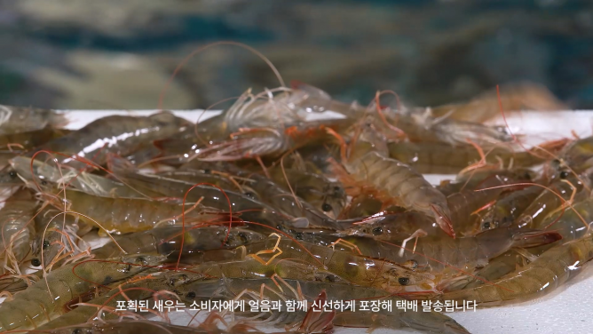 (사)한국새우양식총연합회 - 새우양식