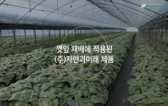 (주)자연과미래 - 친환경 깻잎 재배